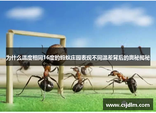 为什么温度相同16度的蚂蚁庄园表现不同温差背后的奥秘揭秘